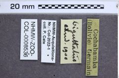 Etikette zu Monadicus biguttatus (Candèze, 1900) (NHMW-ZOO-COL-0008536)